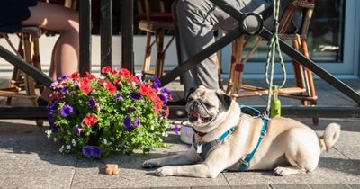 Bar-Boulud-Terrace-dog-friendly-patio-pug-social.jpg